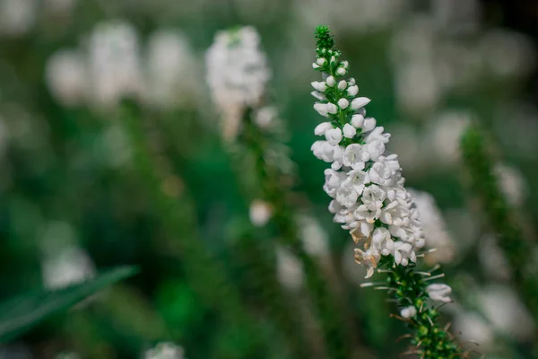 Vita Trädgård Speedwell Blommor Veronica Longifolia — Stockfoto