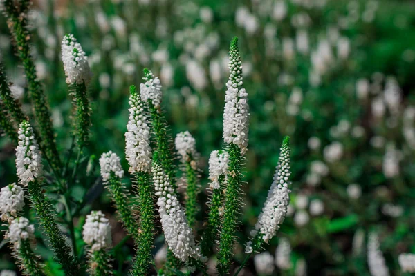 Weiße Gartenspeedwell Blüten Veronica Longifolia — Stockfoto