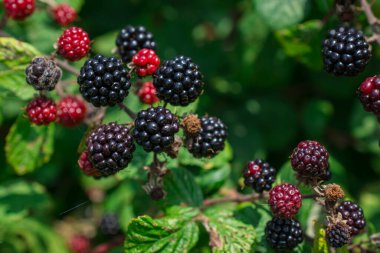 Böğürtlen veya böğürtlen olgunlaşmamış ve olgunlaşmamış bir bitki üzerinde