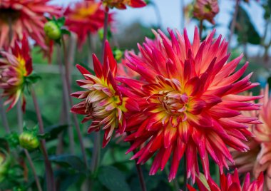 Pembe güzel Dhalia çiçeği yakın plan