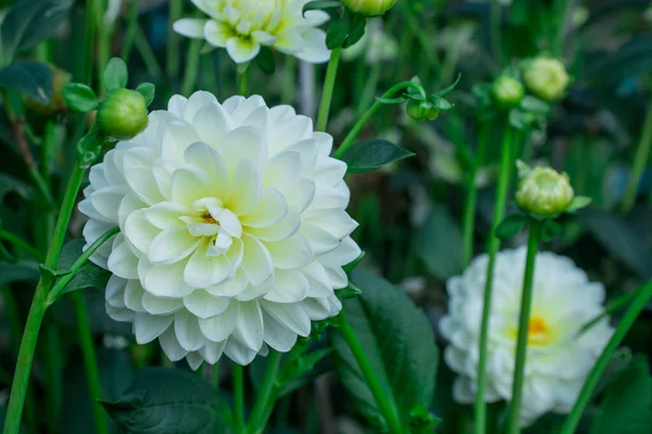 Vacker Vit Dhalia Blomma Närbild — Stockfoto