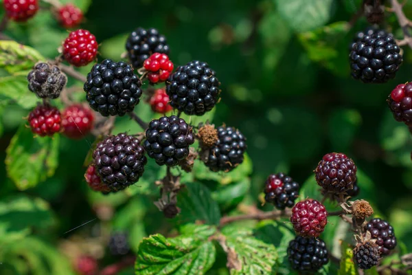 成熟和未成熟植物上的黑莓或黑莓 — 图库照片