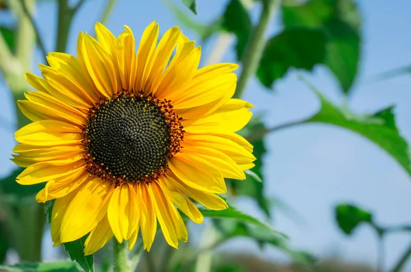 Viele Gelbe Sonnenblumen Auf Einem Feld — Stockfoto