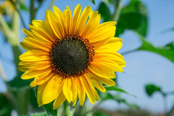 Viele Gelbe Sonnenblumen Auf Einem Feld — Stockfoto