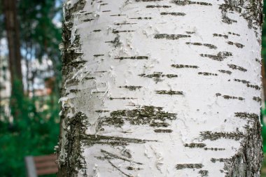 Arkaplan için büyük ağaç derisinden eski doku