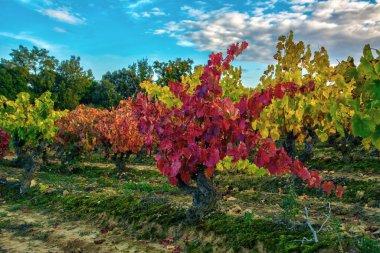 La Rioja, İspanya 'da sonbahar muhteşemdir. Üzüm bağları kırmızı, sarımsı renklerle bezenmiştir. Bu fotoğraf Samaniego 'da çekildi..
