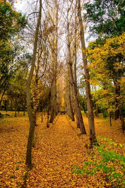 Impresión Otoñal Aranjuez Madrid España Sendero Bordeado Hojas Invita Pasear — Foto de Stock