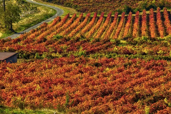 Rioja Espanha Outono Espetacular Suas Vinhas Estão Vestidas Com Cores — Fotografia de Stock