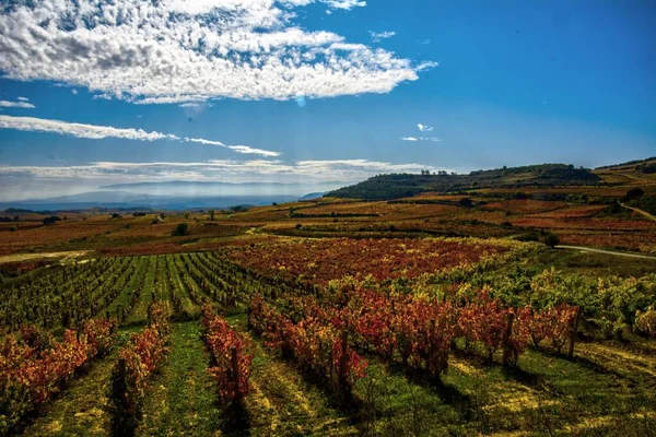 Rioja Espanha Outono Espetacular Suas Vinhas Estão Vestidas Com Cores — Fotografia de Stock