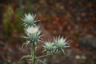 Thistles. Cadiz. Spain. clipart