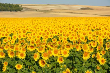 Ayçiçeği. İspanya