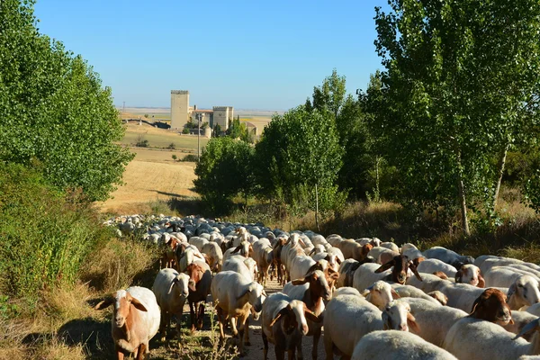 Fåren. Palencia. Spanien. — Stockfoto