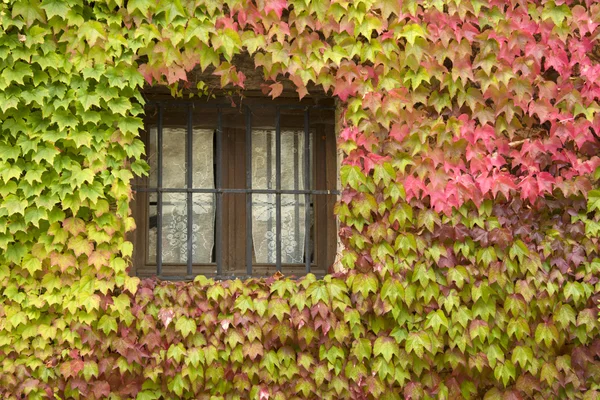 窗口。布尔戈斯。西班牙. — 图库照片
