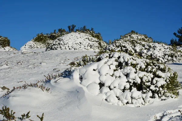 L'hiver. Zarate. Sapain . — Photo