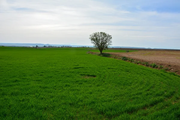 Pšeničné pole na jaře. — Stock fotografie