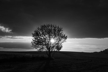 Gün batımında açan bir badem ağacının siyah beyaz manzarası. İspanya 'nın Valladolid ili, Trigueros del Valle' de görüldü..