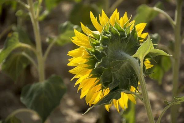 Sunflower. Trigueros del Valle. Spain. — 图库照片