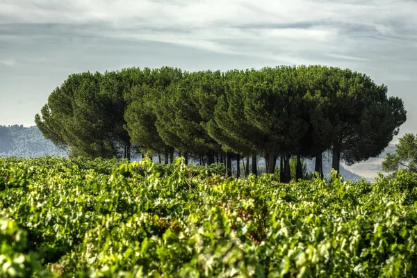 Pinhais. Trigueros del Valle. Espanha . — Fotografia de Stock