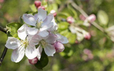 Baharın gelişiyle ve doğanın yeniden canlanmasıyla çiçek açan renkli ağaçlar..