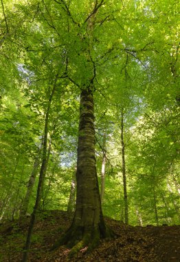 Ormandaki loş, yeşil, büyük gövdeli ağaçların altından yukarıya bakıyor..