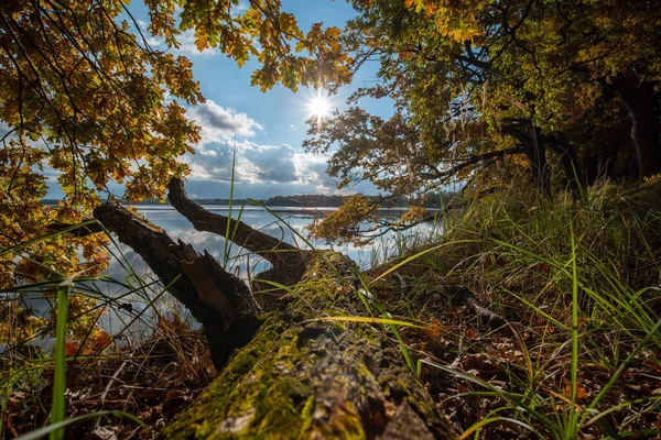 Vackert Gula Och Orange Höstträd Stranden Sjön Vid Solnedgången Höstens — Stockfoto