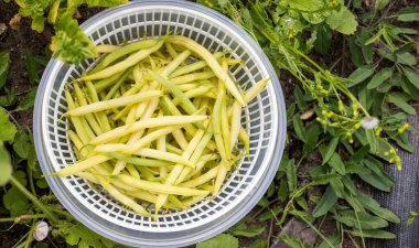 Ev bahçesinde çalı fasulyesi topluyorum. Ev yapımı sebze kavramı.