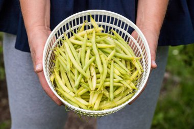 Elinde taze toplanmış fasulye tutan biri.