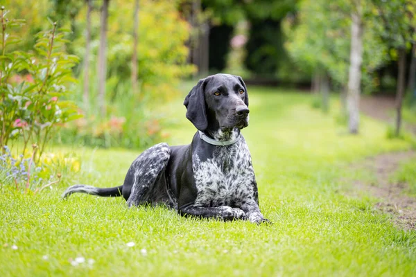 Alman Shorthair Pointer Çimlerin Üzerinde Yatarken Yakaladı Köpeği — Stok fotoğraf