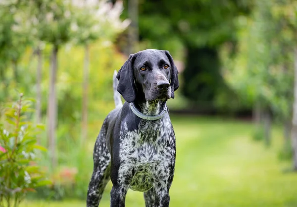 Pointeur Allemand Chien Race Chasse Noir Posant Dans Jardin — Photo