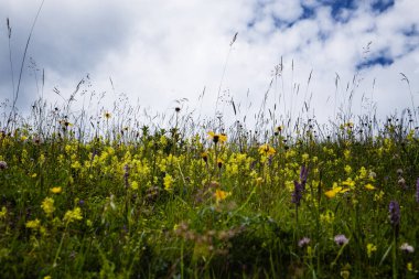 Bahar çiçeği tarlası ve mavi gökyüzü. Bulutlar