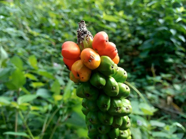 Amorphophallus Paeoniifolius Seeds Suweg Porang Elephant Foot Yam Whitespot Giant — Stock Photo, Image