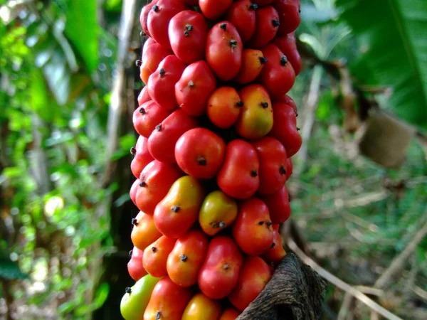 Amorphophallus Paeoniifolius Samen Suweg Porang Elefantenfuß Yam Weißfleck Riesenarum Mit — Stockfoto