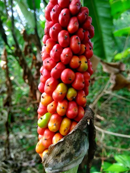 Amorphophallus Paeoniifolius Zaden Suweg Porang Olifant Voet Yam Whitespot Reuzenarum — Stockfoto