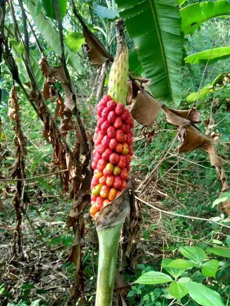 Amorphophallus Paeoniifolius Seeds Suweg Porang Elephant Foot Yam Whitespot Giant — Stock Photo, Image