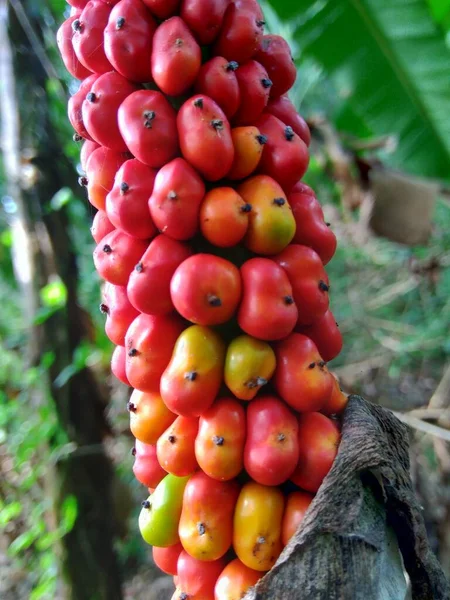 Amorphophallus Paeoniifolius Sementes Suweg Porang Inhame Elefante Arum Gigante Whitespot — Fotografia de Stock