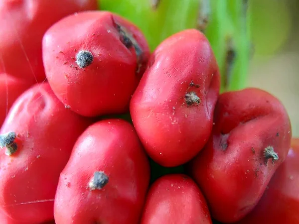 Amorphophallus Paeoniifolius Seeds Suweg Porang Elephant Foot Yam Whitespot Giant — Stock Photo, Image