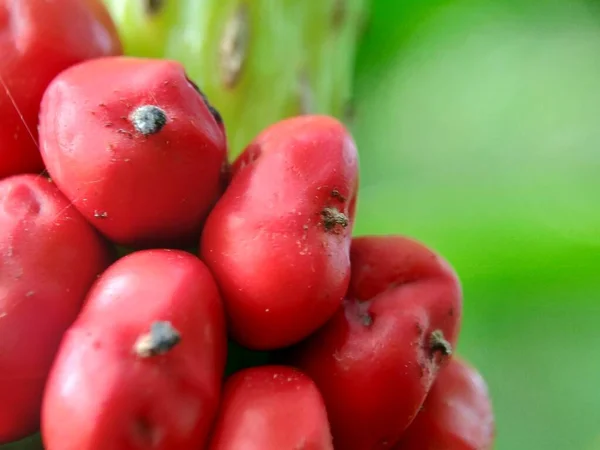 Amorphophallus Paeoniifolius Seeds Suweg Porang Elephant Foot Yam Whitespot Giant — Stock Photo, Image