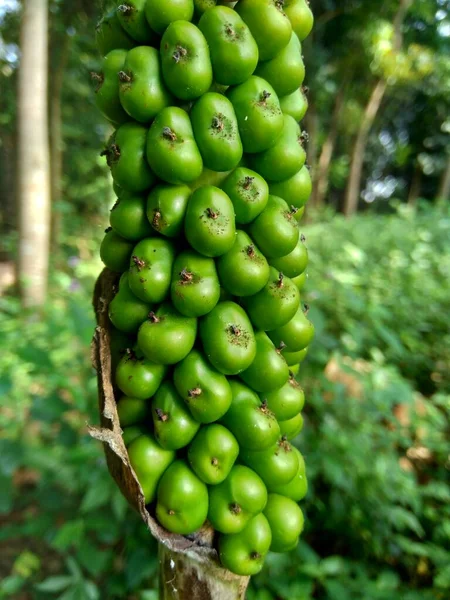 Amorphophallus Paeoniifolius Seeds Suweg Porang Elephant Foot Yam Whitespot Giant — Stock Photo, Image