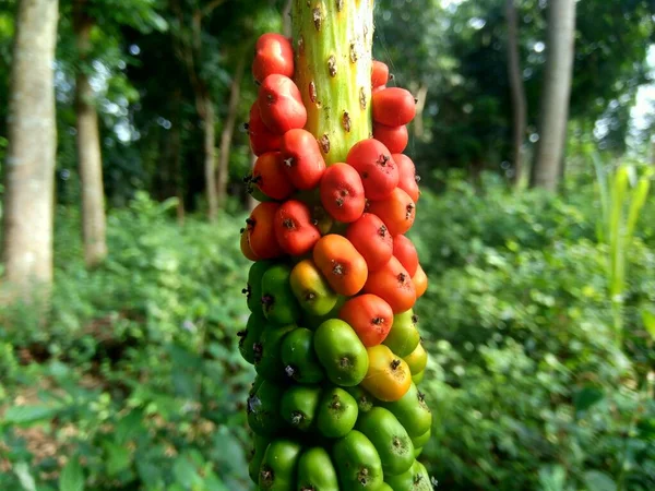 具有自然背景的无形性子叶种子 苏韦格 象足山药 大白菜 — 图库照片