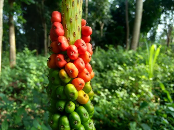 Amorphophallus Paeoniifolius Zaden Suweg Porang Olifant Voet Yam Whitespot Reuzenarum — Stockfoto