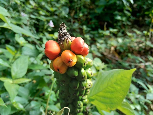 Amorphophallus Paeoniifolius Samen Suweg Porang Elefantenfuß Yam Weißfleck Riesenarum Mit — Stockfoto