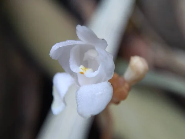 Экзотический Цветок Естественным Фоном Macro Shot Белый Цветок — стоковое фото