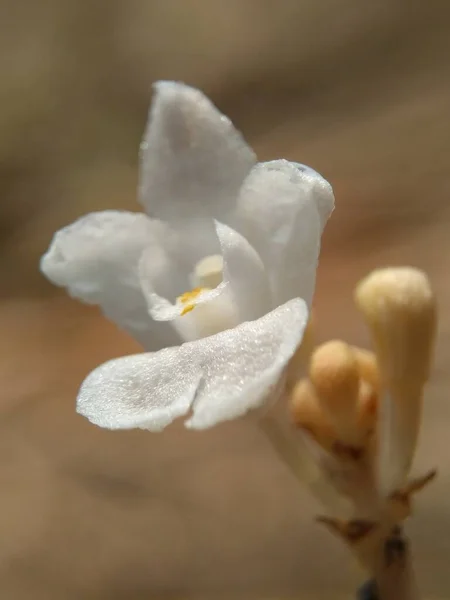 Doğal Bir Geçmişi Olan Egzotik Bir Çiçek Makro Beyaz Çiçek — Stok fotoğraf