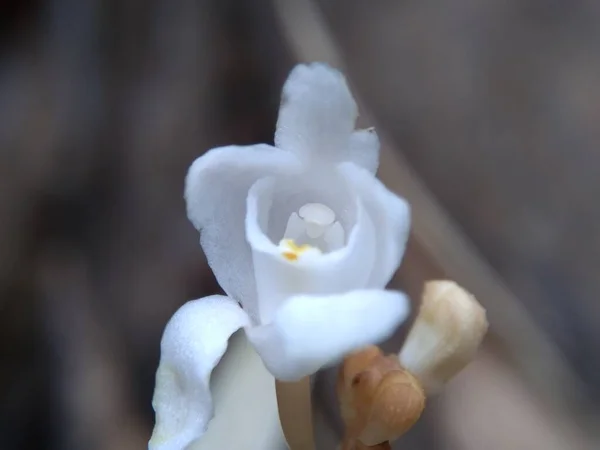 Egzotyczny Kwiat Naturalnym Tłem Makro Strzał Biały Kwiat — Zdjęcie stockowe