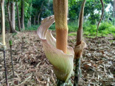 Kapalı makro çekim Amorphophallus peeoniifolius çiçek dokusu (suweg, porang, fil ayağı yer elması, whitespot dev arum) doğal bir arka plan ile