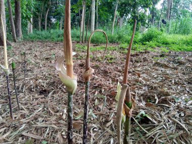 Kapalı makro çekim Amorphophallus peeoniifolius çiçek dokusu (suweg, porang, fil ayağı yer elması, whitespot dev arum) doğal bir arka plan ile