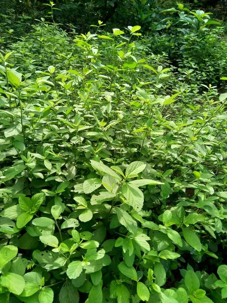 Зеленые Листья Phyllanthus Urinaria Мениран Камерный Горький Колючий Мелколистный Каменный — стоковое фото