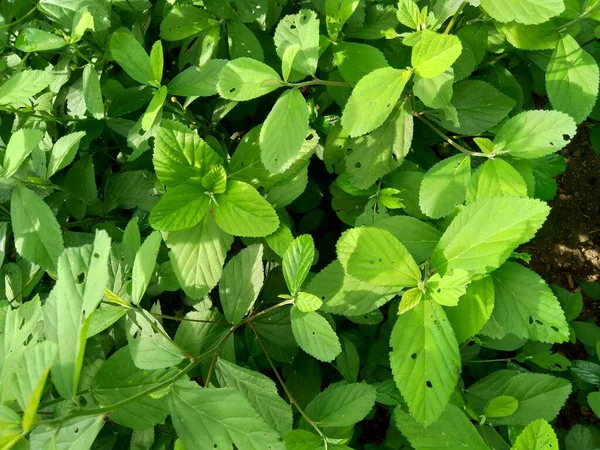 Πράσινα Φύλλα Phyllanthus Urinaria Meniran Θάλαμο Πικρό Gripeweed Shatterstone Stonebreaker — Φωτογραφία Αρχείου