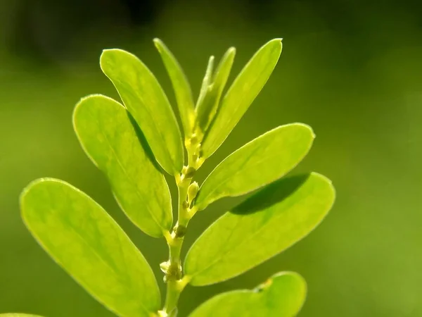 緑のフィランサス ウリナリアの葉 メニラン チャンバー苦い 石砕石 には自然の背景があります — ストック写真