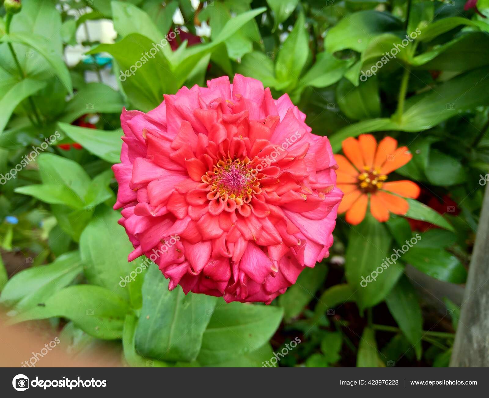 Zinnia Elegans Youth Age Common Zinnia Elegant Zinnia Flower Natural Stock Photo Image By C Mangkelin1 Zinnia Elegans Youth Age Common Zinnia Elegant Zinnia Flower Natural Stock Photo Image By C Mangkelin1